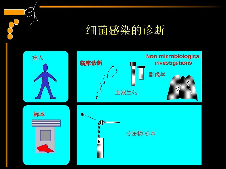 细菌感染的诊断 病人 Non-microbiological investigations 临床诊断 影像学 血液生化 标本 分泌物 标本 