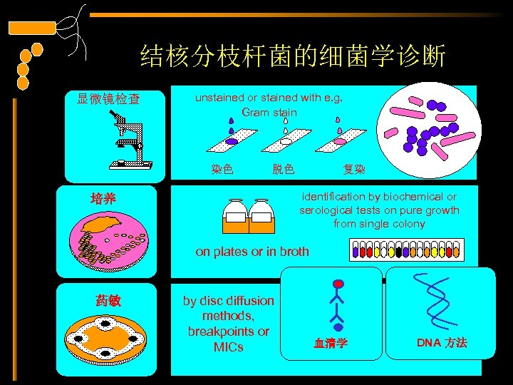 结核分枝杆菌的细菌学诊断 显微镜检查 unstained or stained with e. g. Gram stain 染色 脱色 复染 identification