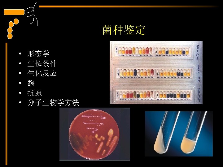 菌种鉴定 • • • 形态学 生长条件 生化反应 酶 抗原 分子生物学方法 