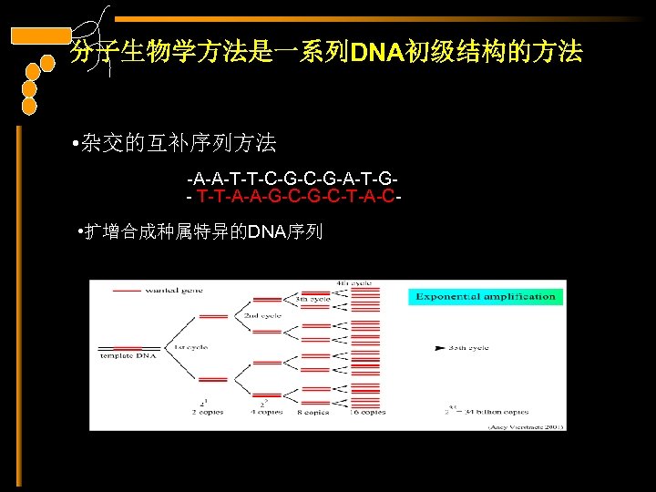 分子生物学方法是一系列DNA初级结构的方法 • 杂交的互补序列方法 -A-A-T-T-C-G-A-T-G- T-T-A-A-G-C-T-A-C- • 扩增合成种属特异的DNA序列 -A-A-T-T-C-G-C-G-A-T-G-A-A-T-T-C-G-C-G-A-T-G-A-A-T-T-C-G-A-T-G- 