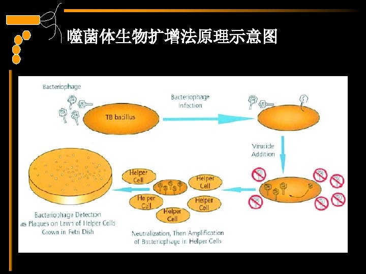 噬菌体生物扩增法原理示意图 