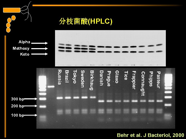 分枝菌酸(HPLC) Alpha Methoxy Keto Pasteur Phipps Connaught Frappier Tice Glaxo Prague Danish Birkhaug Sweden