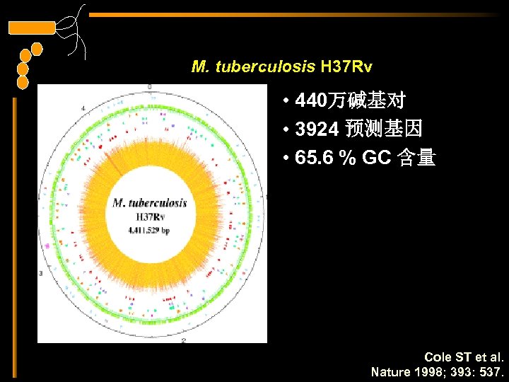 M. tuberculosis H 37 Rv • 440万碱基对 • 3924 预测基因 • 65. 6 %