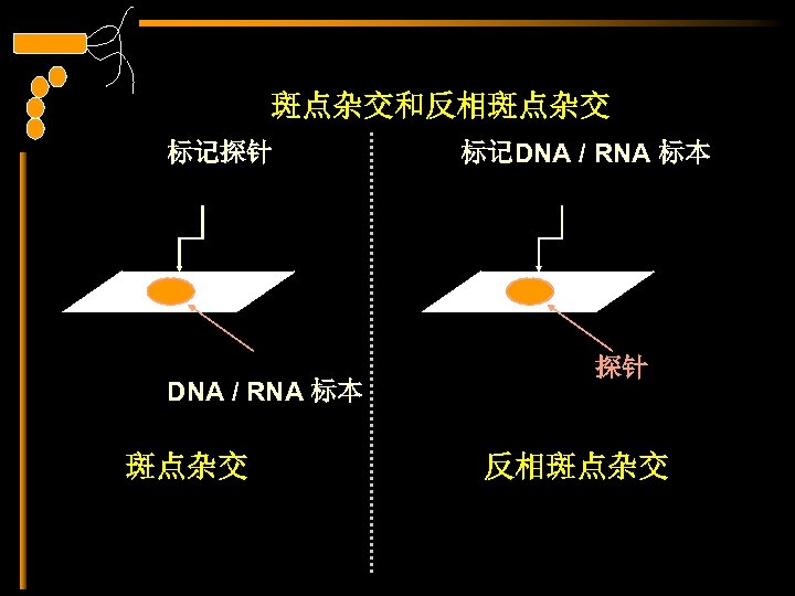 斑点杂交和反相斑点杂交 标记探针 DNA / RNA 标本 斑点杂交 标记DNA / RNA 标本 探针 反相斑点杂交 