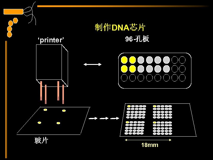 制作DNA芯片 ‘printer’ 玻片 96 -孔板 18 mm 