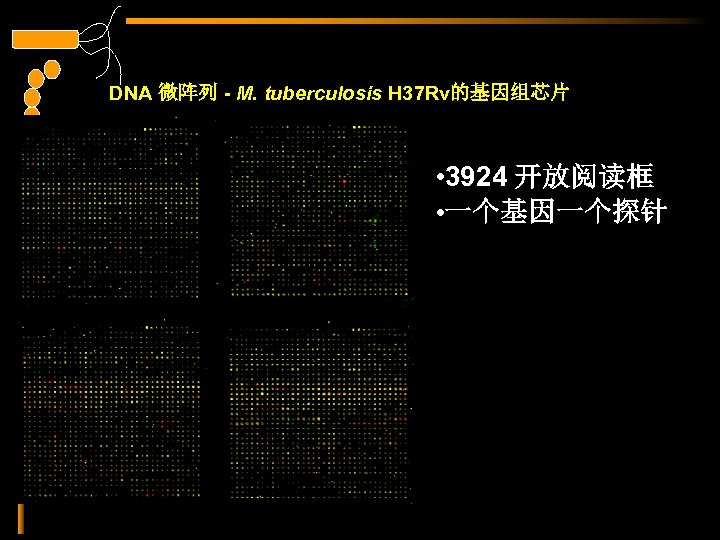 DNA 微阵列 - M. tuberculosis H 37 Rv的基因组芯片 • 3924 开放阅读框 • 一个基因一个探针 
