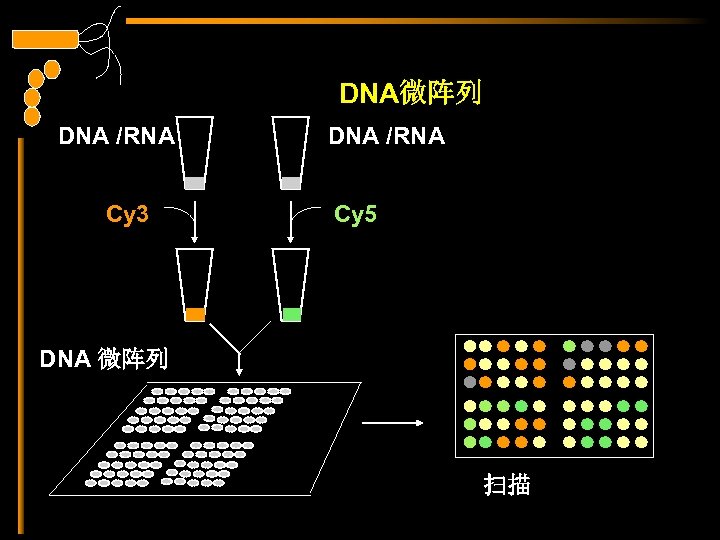 DNA微阵列 DNA /RNA Cy 3 DNA /RNA Cy 5 DNA 微阵列 扫描 