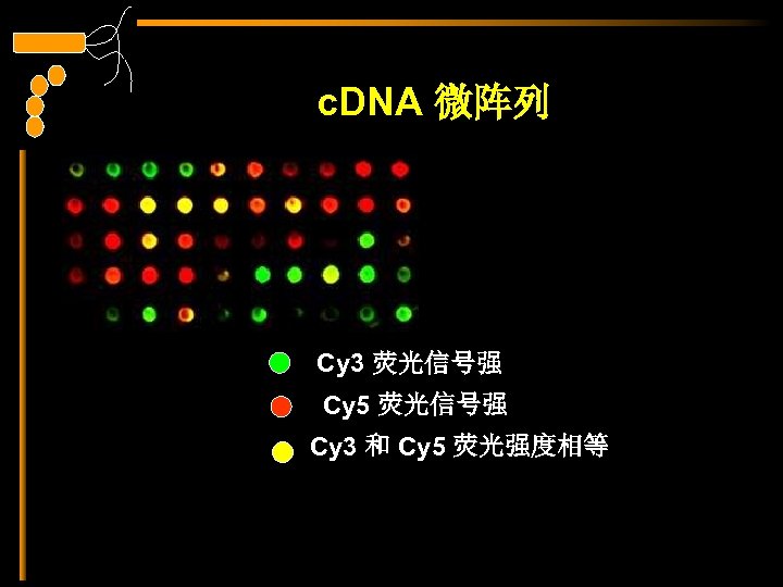 c. DNA 微阵列 Cy 3 荧光信号强 Cy 5 荧光信号强 Cy 3 和 Cy 5