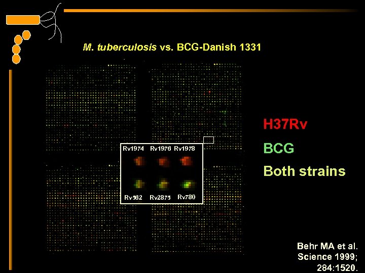 M. tuberculosis vs. BCG-Danish 1331 H 37 Rv Rv 1974 Rv 1976 Rv 1978