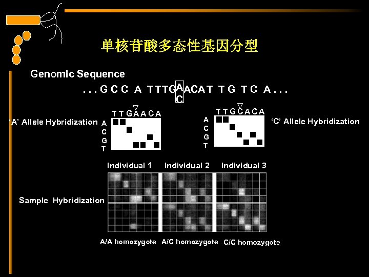 单核苷酸多态性基因分型 Genomic Sequence. . . G C C A T TTGAACA T T G
