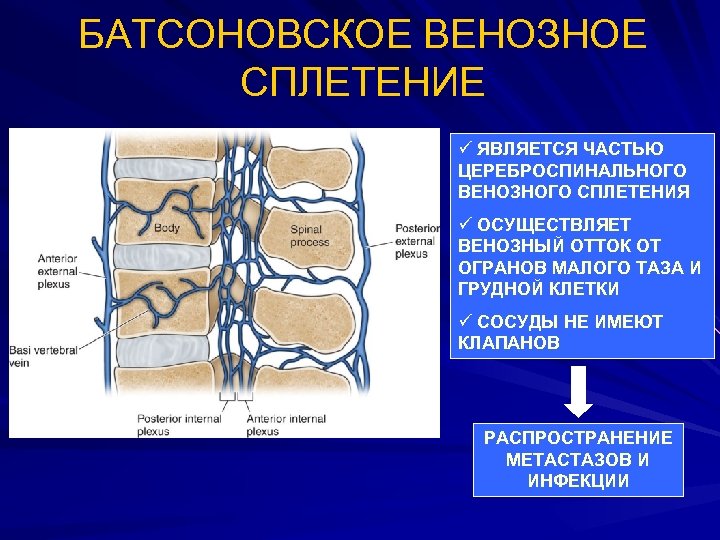 Венозные сплетения