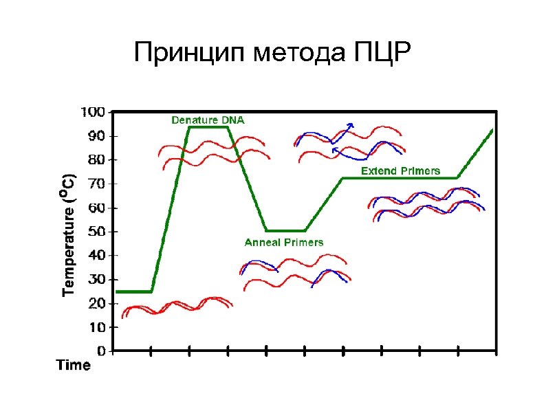 Принцип метода ПЦР 