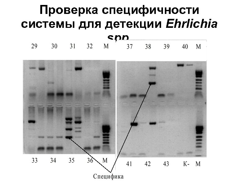 Проверка специфичности системы для детекции Ehrlichia spp. 