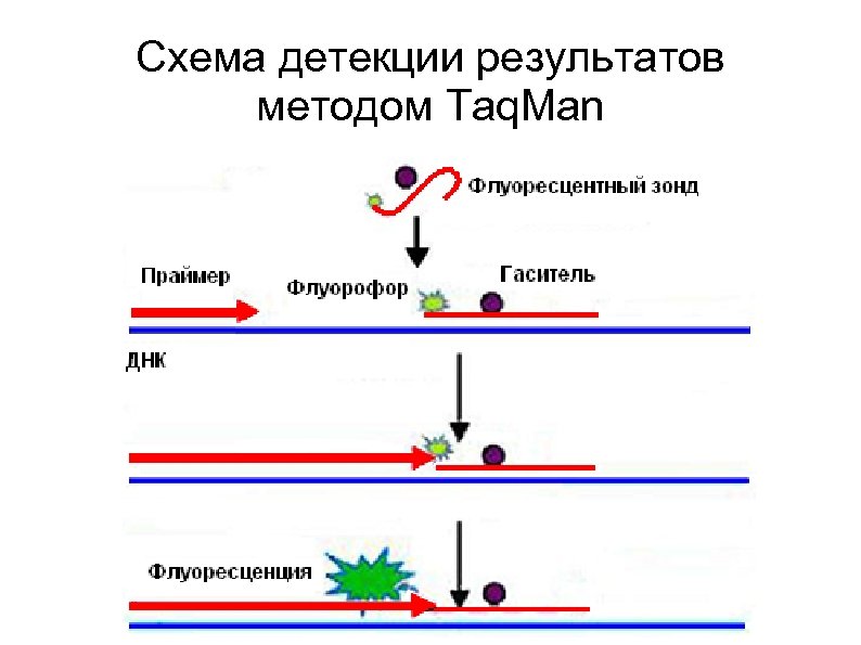 Схема детекции результатов методом Taq. Man 