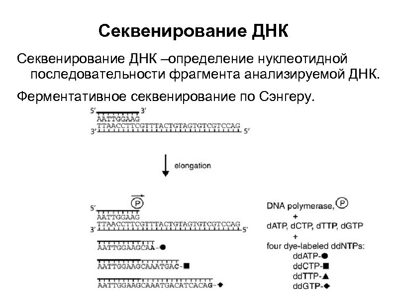 Секвенирования по сэнгеру