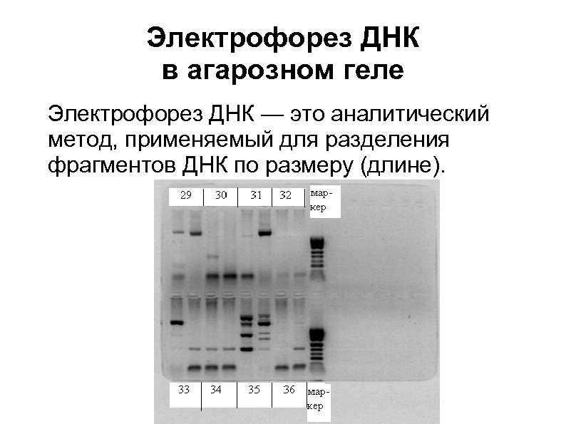 Метод разделения фрагментов днк