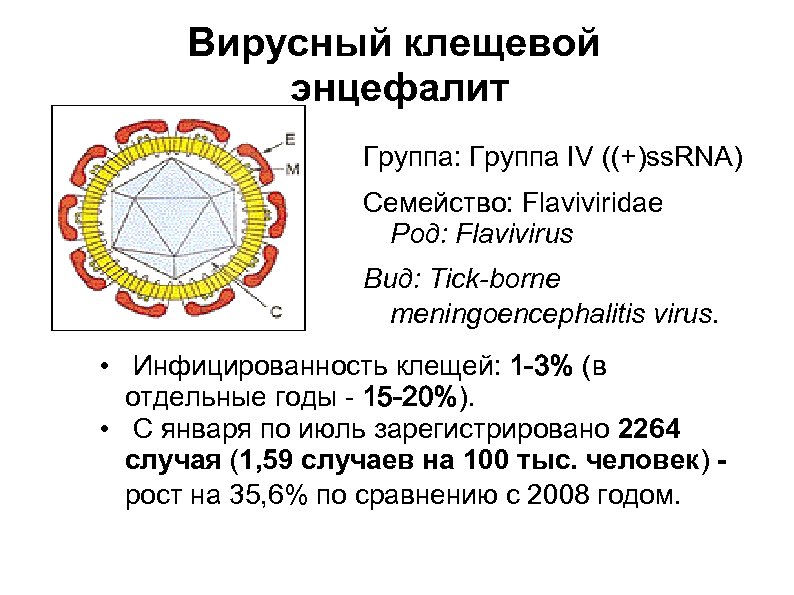 Вирусный клещевой энцефалит Группа: Группа IV ((+)ss. RNA) Семейство: Flaviviridae Род: Flavivirus Вид: Tick-borne
