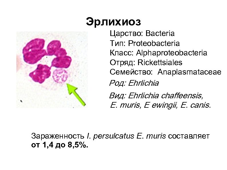 Эрлихиоз Царство: Bacteria Тип: Proteobacteria Класс: Alphaproteobacteria Отряд: Rickettsiales Семейство: Anaplasmataceae Род: Ehrlichia Вид: