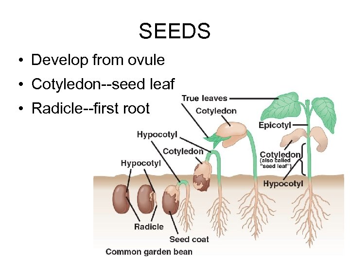 SEEDS • Develop from ovule • Cotyledon--seed leaf • Radicle--first root 