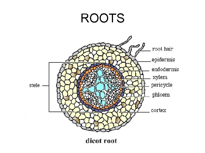 ROOTS 