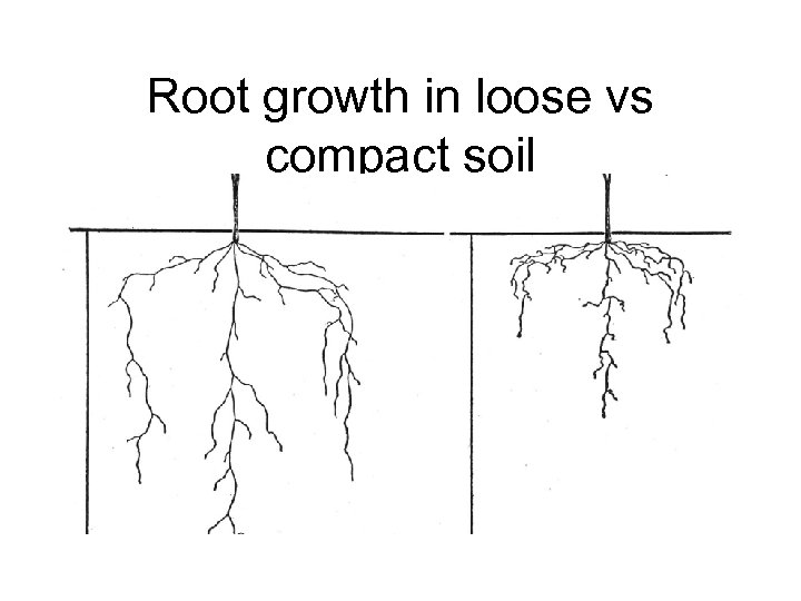 Root growth in loose vs compact soil 