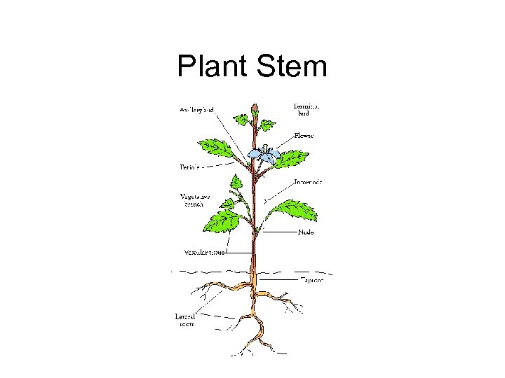 Plant Stem 