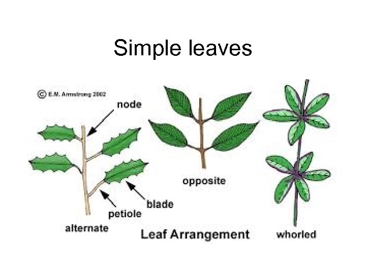 Simple leaves 