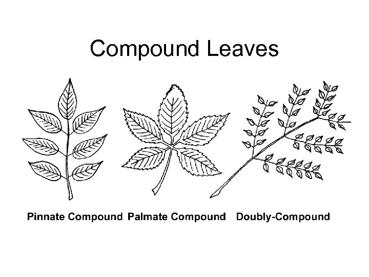 Compound Leaves 
