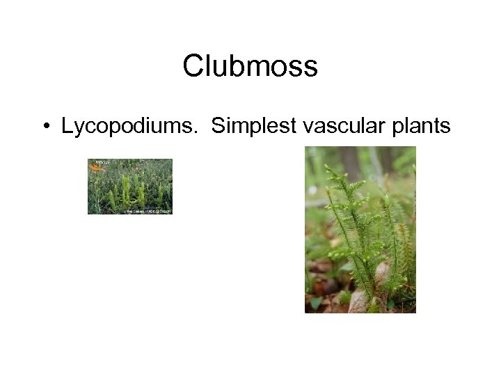 Clubmoss • Lycopodiums. Simplest vascular plants 