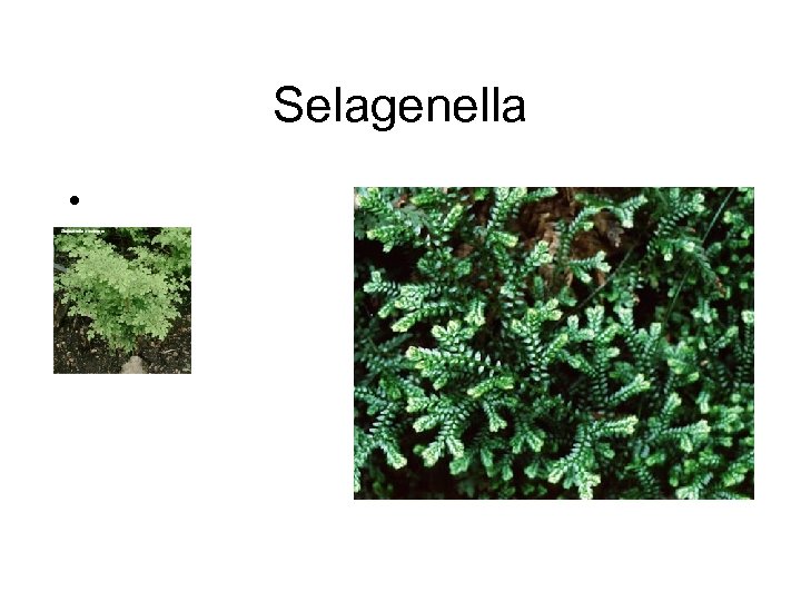 Selagenella • 