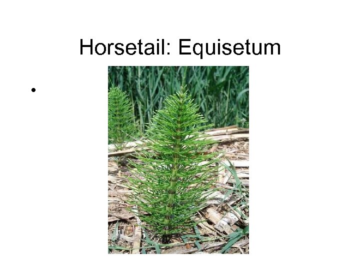 Horsetail: Equisetum • 