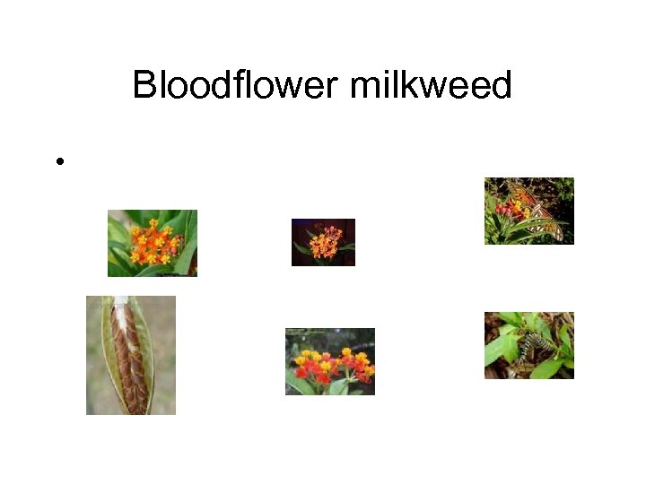 Bloodflower milkweed • 