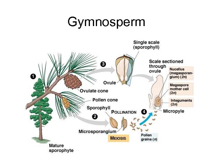 Gymnosperm 
