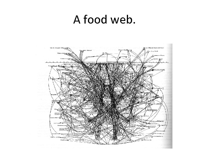 A food web. 