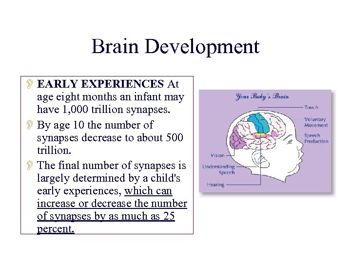 Brain Development O EARLY EXPERIENCES At age eight months an infant may have 1,