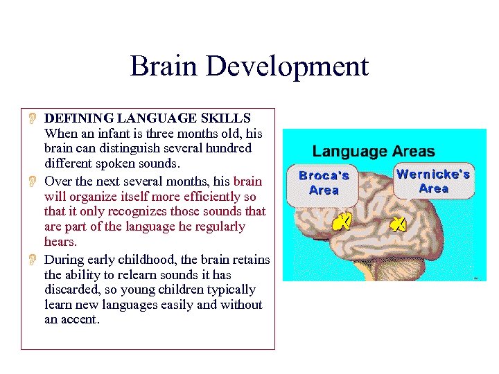Brain Development O DEFINING LANGUAGE SKILLS When an infant is three months old, his
