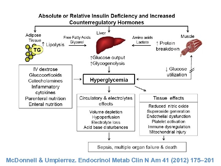 Mc. Donnell & Umpierrez. Endocrinol Metab Clin N Am 41 (2012) 175– 201 