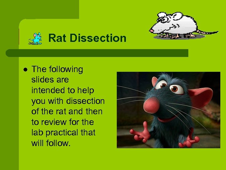 Rat Dissection l The following slides are intended to help you with dissection of