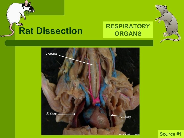 Rat Dissection RESPIRATORY ORGANS Source #1 