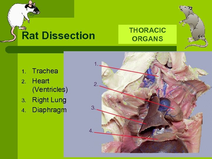 Rat Dissection 1. 2. 3. 4. Trachea Heart (Ventricles) Right Lung Diaphragm THORACIC ORGANS
