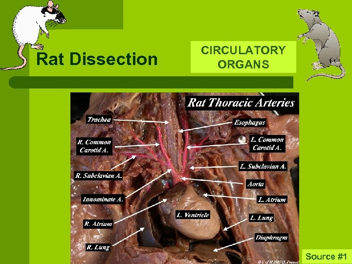 Rat Dissection CIRCULATORY ORGANS Source #1 