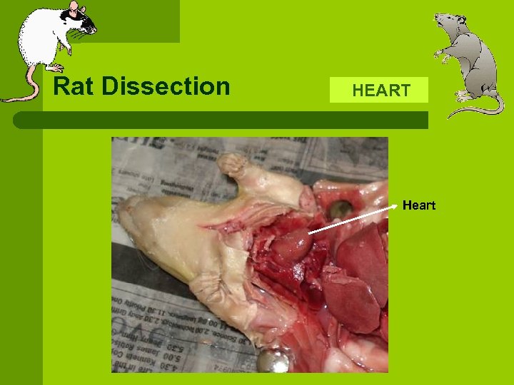 Rat Dissection HEART Heart 