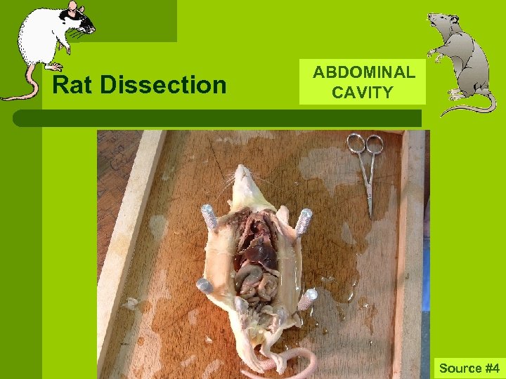 Rat Dissection ABDOMINAL CAVITY Source #4 