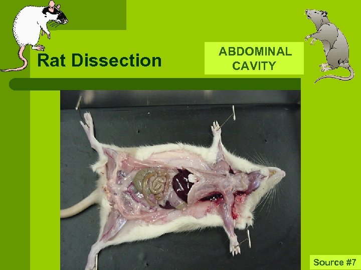 Rat Dissection ABDOMINAL CAVITY Source #7 