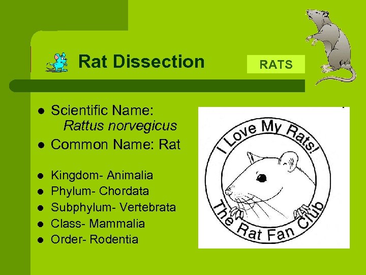 Rat Dissection l l l l Scientific Name: Rattus norvegicus Common Name: Rat Kingdom-