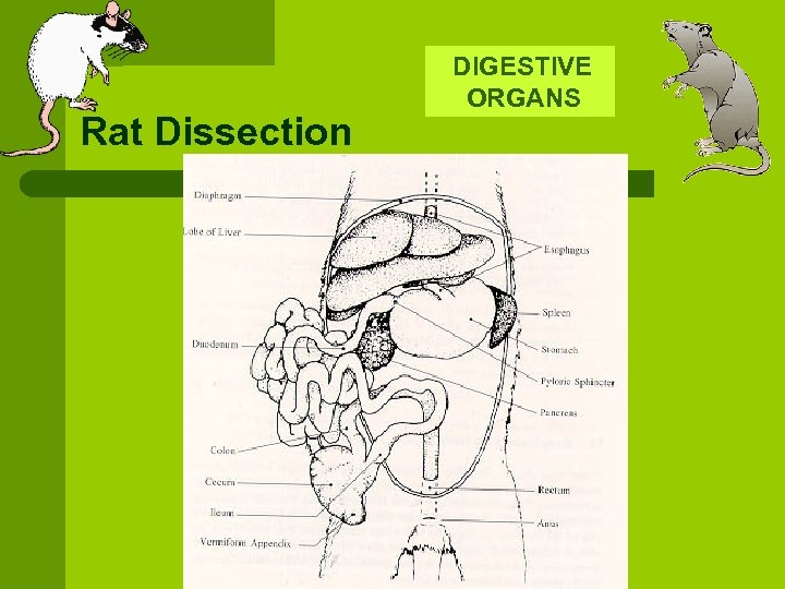 Rat Dissection l The following slides are intended