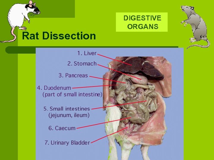  DIGESTIVE Rat Dissection ORGANS 