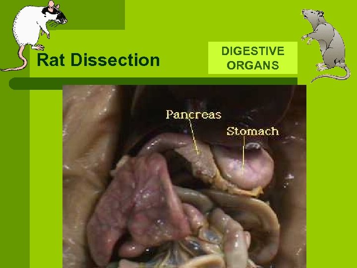 Rat Dissection DIGESTIVE ORGANS 