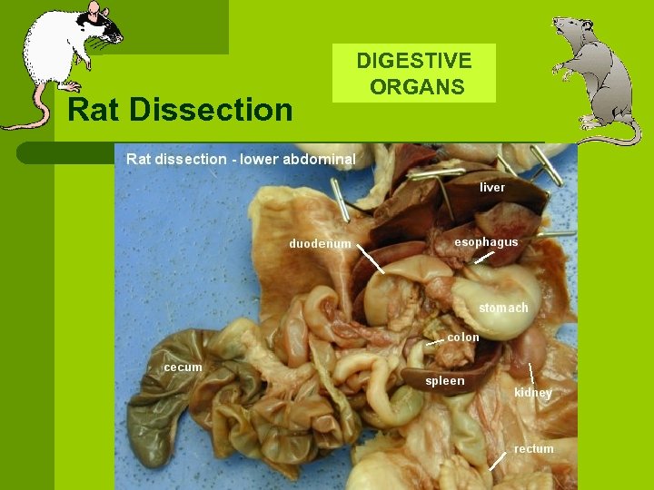 Rat Dissection DIGESTIVE ORGANS 
