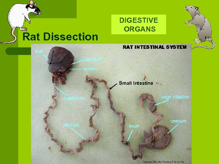 Rat Dissection DIGESTIVE ORGANS Small Intestine 
